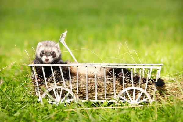 Standardfarbenes Frettchen Spielt Und Posiert Auf Holzleiterwagen — Stockfoto