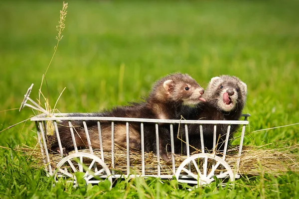 Couple Ferret Babies Playing Posing Wooden Ladder Carriage — Stock Photo, Image