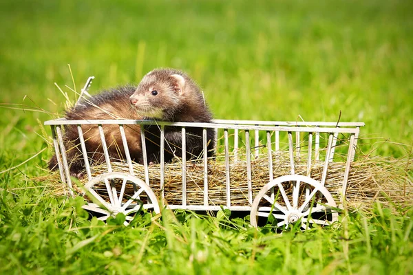 Schönes Frettchenbaby Spielt Und Posiert Auf Hölzernem Leiterwagen — Stockfoto