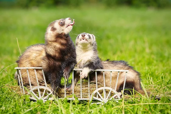 Couple Ferrets Playing Posing Wooden Ladder Carriage — Stock Photo, Image