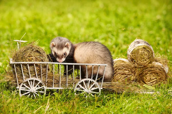 Standard Color Ferret Playing Posing Wooden Ladder Carriage — Stock Photo, Image