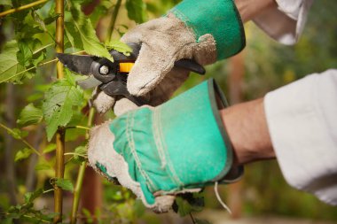 Bahçıvan yeşil biyoloji bahçesinde ot tasfiye ediyor.