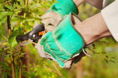 Bahçıvan yeşil biyoloji bahçesinde ot tasfiye ediyor.