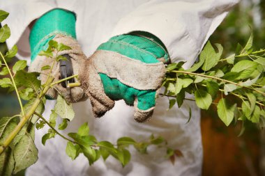 Bahçıvan yeşil biyoloji bahçesinde ot tasfiye ediyor.