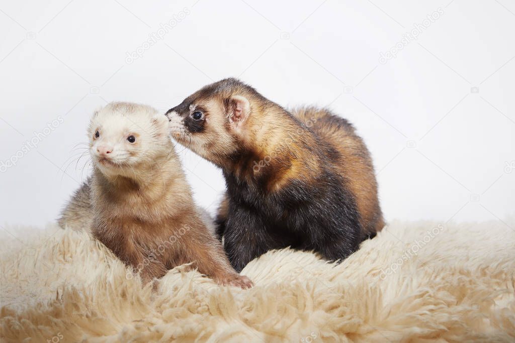 Couple of two male ferrets on white background 