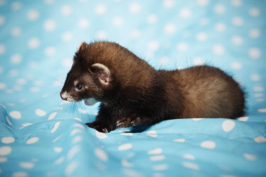 Dağ gelinciği portre için stüdyoda mavi battaniyeyle poz veriyor.