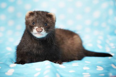 Dağ gelinciği portre için stüdyoda mavi battaniyeyle poz veriyor.