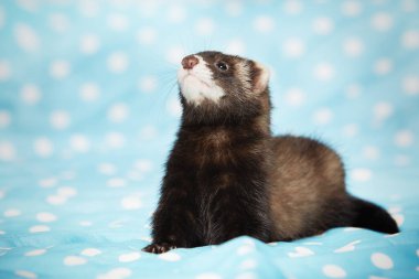 Dağ gelinciği portre için stüdyoda mavi battaniyeyle poz veriyor.