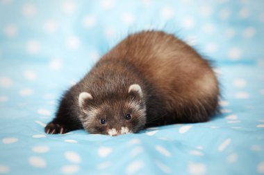 Dağ gelinciği portre için stüdyoda mavi battaniyeyle poz veriyor.