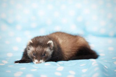 Dağ gelinciği portre için stüdyoda mavi battaniyeyle poz veriyor.