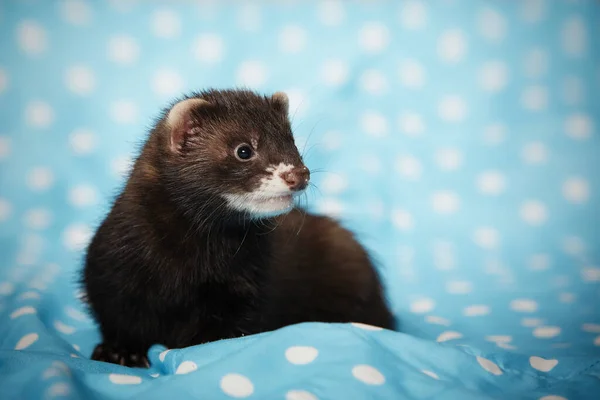 Ferret Posando Estudio Sobre Manta Azul Para Retrato — Foto de Stock