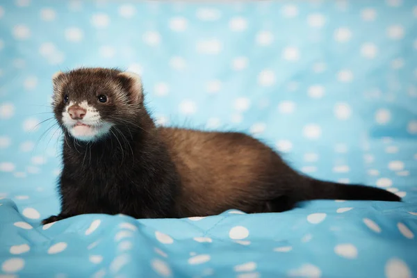 Ferret Posando Estudio Sobre Manta Azul Para Retrato —  Fotos de Stock