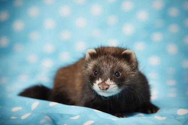 Ferret Bébé Posant Studio Sur Couverture Bleue Pour Portrait — Photo