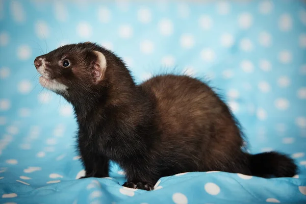 Ferret Posando Estudio Sobre Manta Azul Para Retrato — Foto de Stock