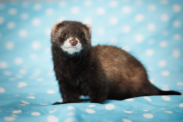 Ferret Posando Estudio Sobre Manta Azul Para Retrato — Foto de Stock