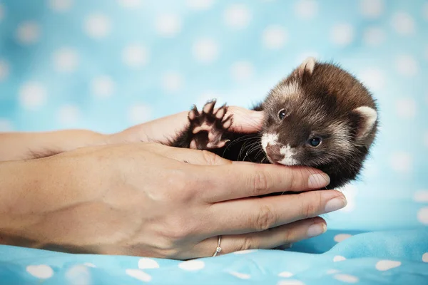 Breeder Playing Ferret Baby Studio Blue Blanket — Stock Photo, Image