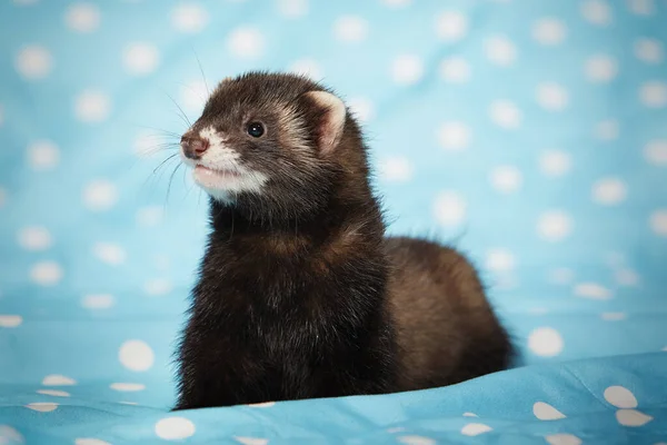 Ferret Posando Estudio Sobre Manta Azul Para Retrato — Foto de Stock