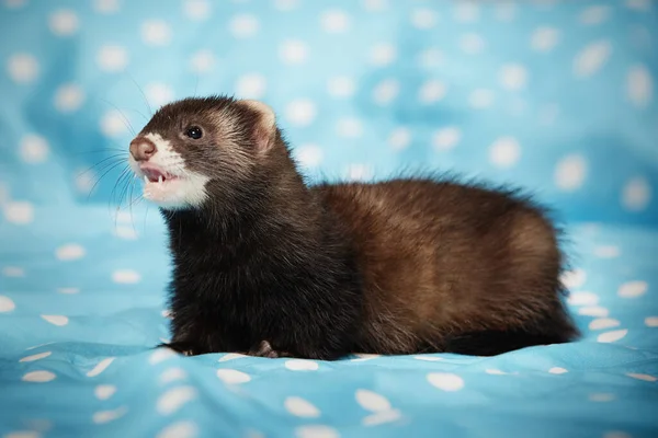 Ferret Bebê Posando Estúdio Cobertor Azul Para Retrato — Fotografia de Stock