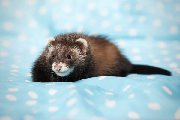 Ferret Posando Estudio Sobre Manta Azul Para Retrato — Foto de Stock