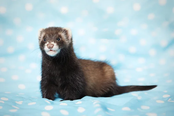 Ferret Posando Estudio Sobre Manta Azul Para Retrato — Foto de Stock