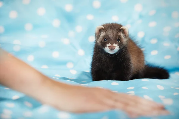 Éleveur Jouant Avec Furet Bébé Studio Sur Couverture Bleue — Photo