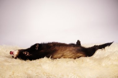 Gelincik gibi dinlenmek için