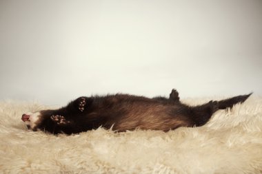 Sırt üstü yaban gelinciği