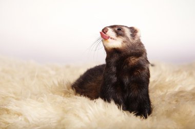 Komik gelincik portre üzerinde kürk