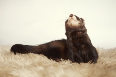 Studio güzel yaban gelinciği