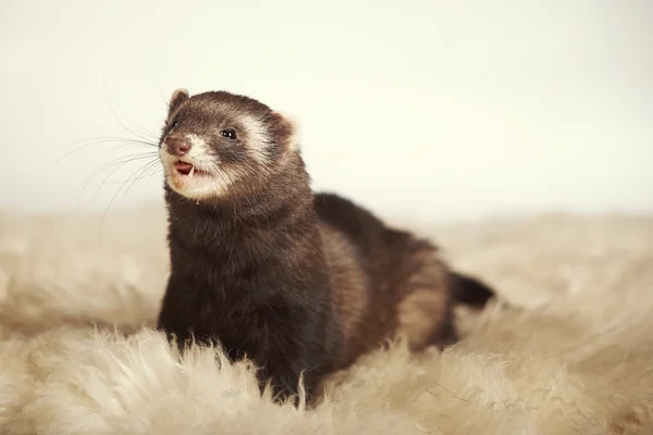 Ferret glimlach — Stockfoto