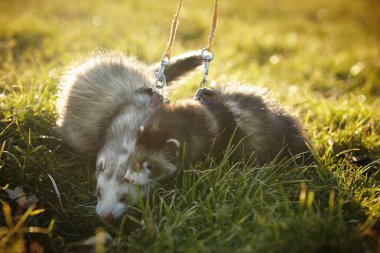 İki yaban gelinciği güzellikleri Park