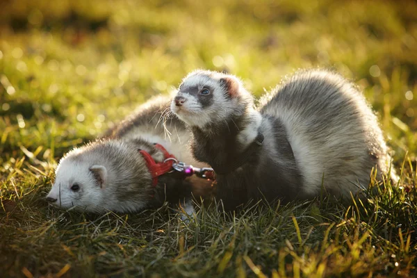 Couple on male and female ferret — Stock Photo, Image
