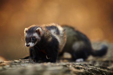 Bole üzerinde yaban gelinciği