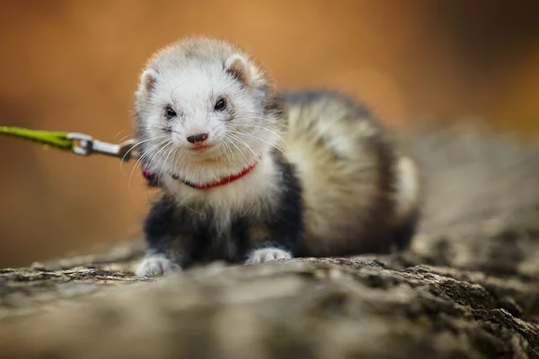 Ferret in spring park on bole — Stock Photo, Image