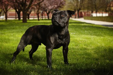Poz Staffordshire boğa korkunç