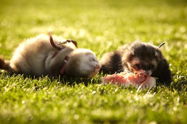 Görünen sihirli yaban gelinciği