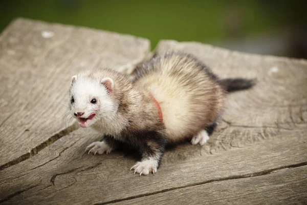 Ferret à la recherche de plaisir — Photo