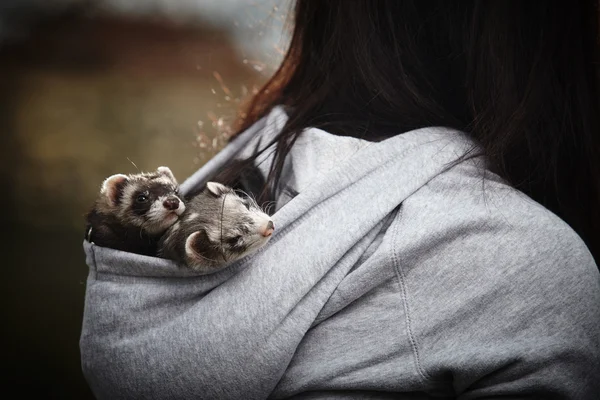 Ferrets in hood — Stock Photo, Image