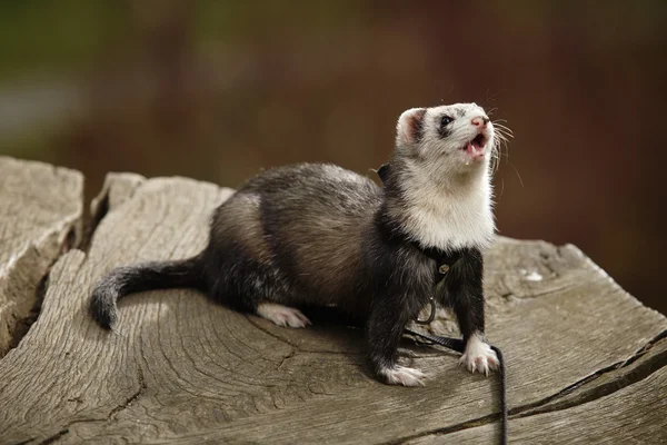 Weinig predator - gedomesticeerde ferret — Stockfoto