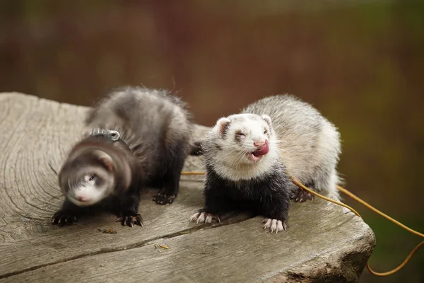 Cosa sta facendo? ? — Foto Stock