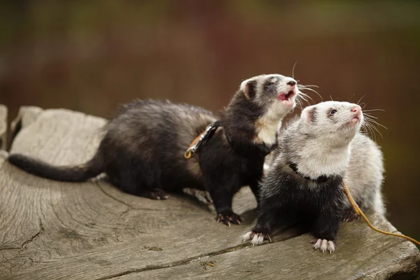 Two posing ferrets — Stock Photo, Image