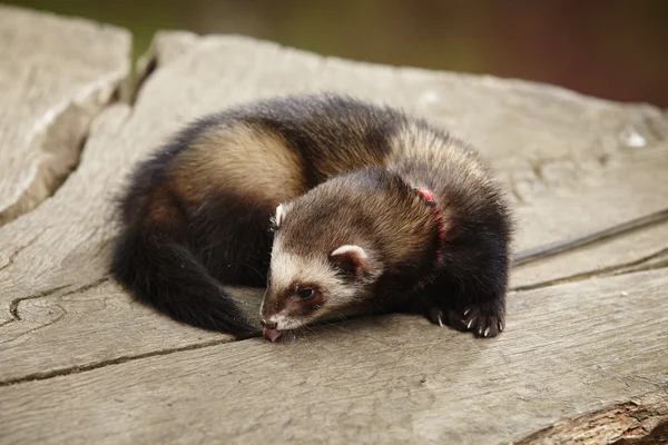 Ferret bauty on bole — Stock Photo, Image