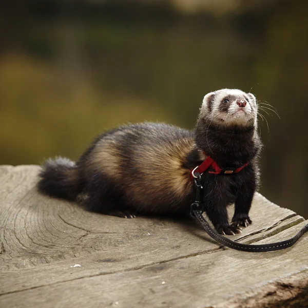 Nice ferret — Stock Photo, Image