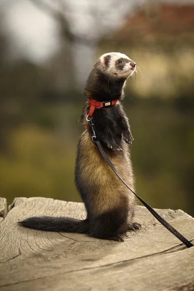 Ferret posing on rear — Stock Photo, Image