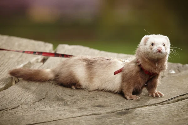 Ferret champanhe menina — Fotografia de Stock