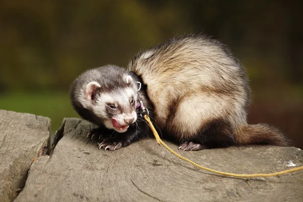 Lächelndes Frettchenmännchen — Stockfoto