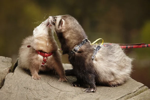 Lovely ferret couple — Stock Photo, Image