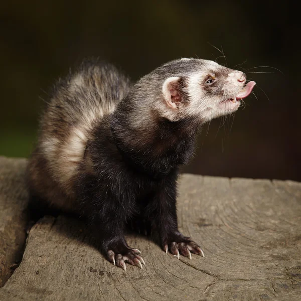 Ferret mannelijke op bole — Stockfoto