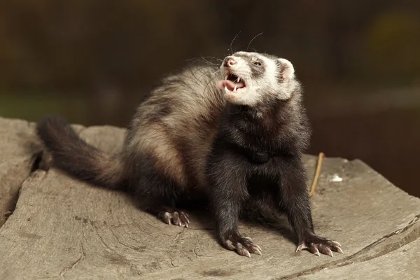 Schönes Frettchenmännchen — Stockfoto