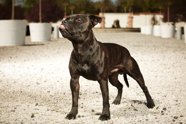 Joven negro Staffordshire bull terrier —  Fotos de Stock